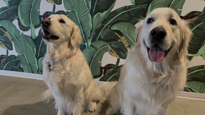 photograph of two golden retrievers in front of a green nature-themed wallpaper representing a pet-friendly workplace